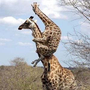 Meet your Posher, Jess